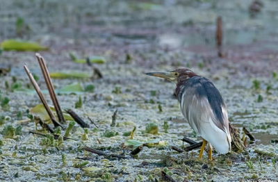 האנפית הסינית