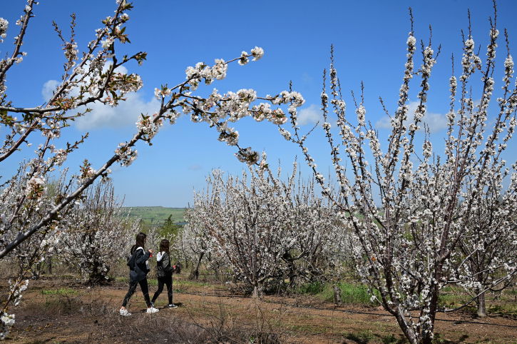 פריחת דובדבן ברמת הגולן