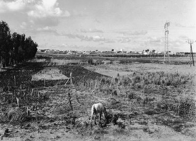 השדות שהקיפו את חדרה, בשנת 1938