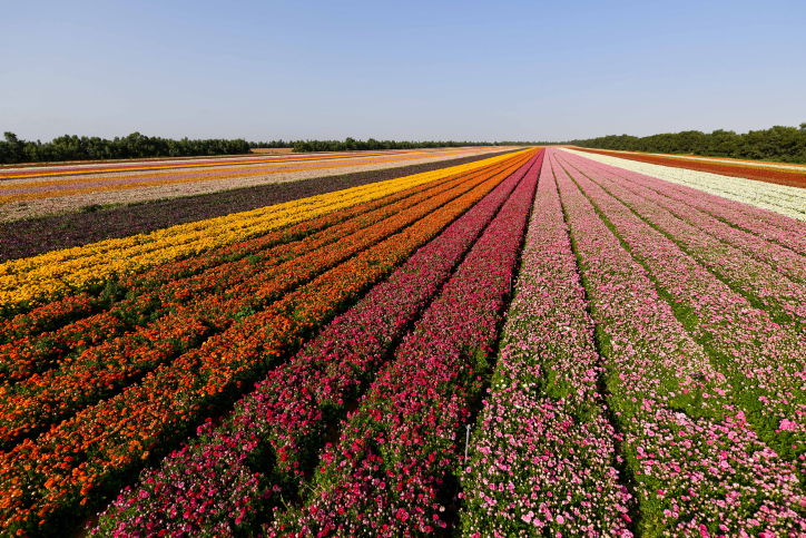 שדה פרחים בקיבוץ ניר יצחק