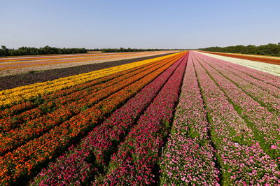 שדה פרחים בקיבוץ ניר יצחק