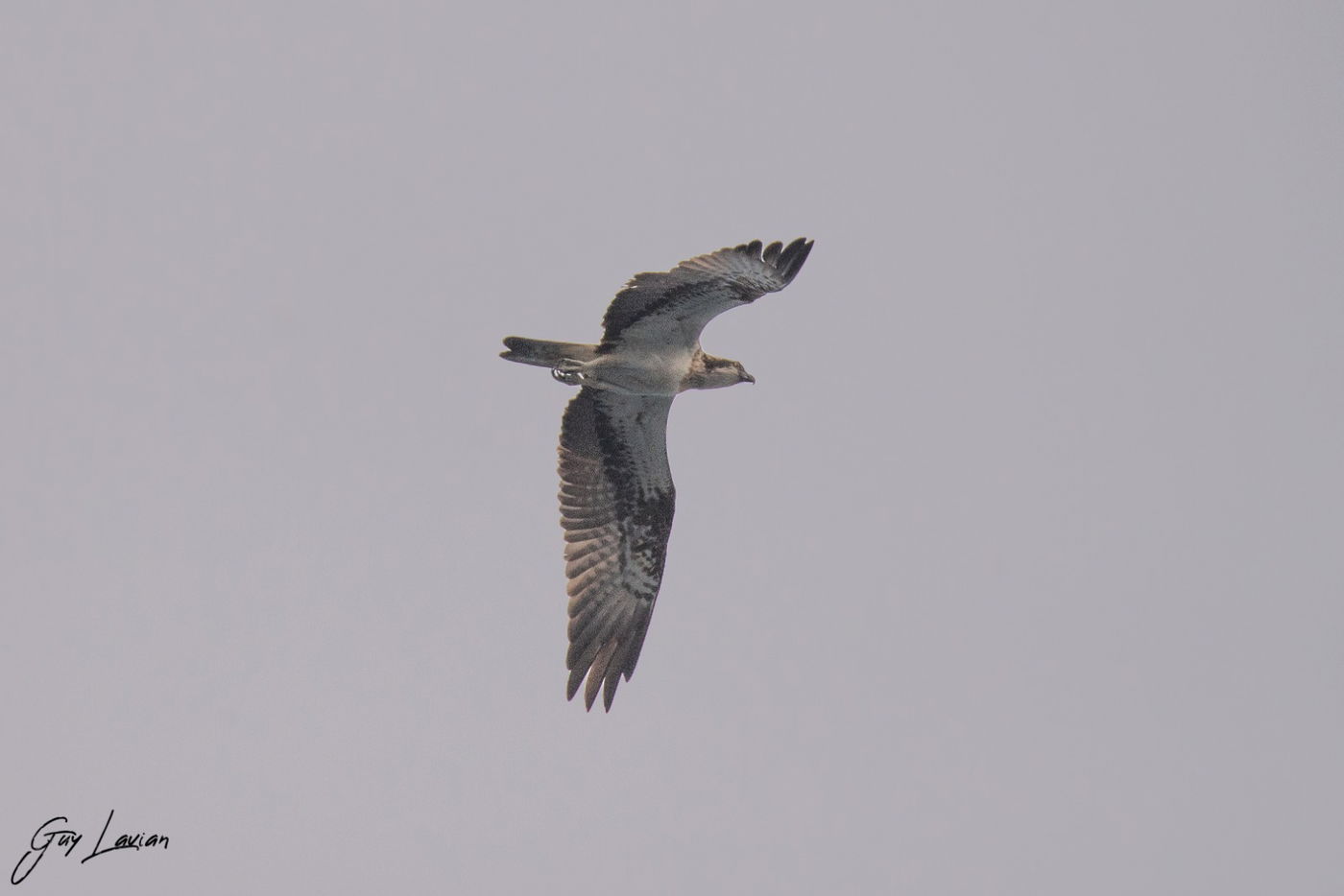 מרהיב: להקת דולפינים ליוותה הפלגה של היחידה הימית