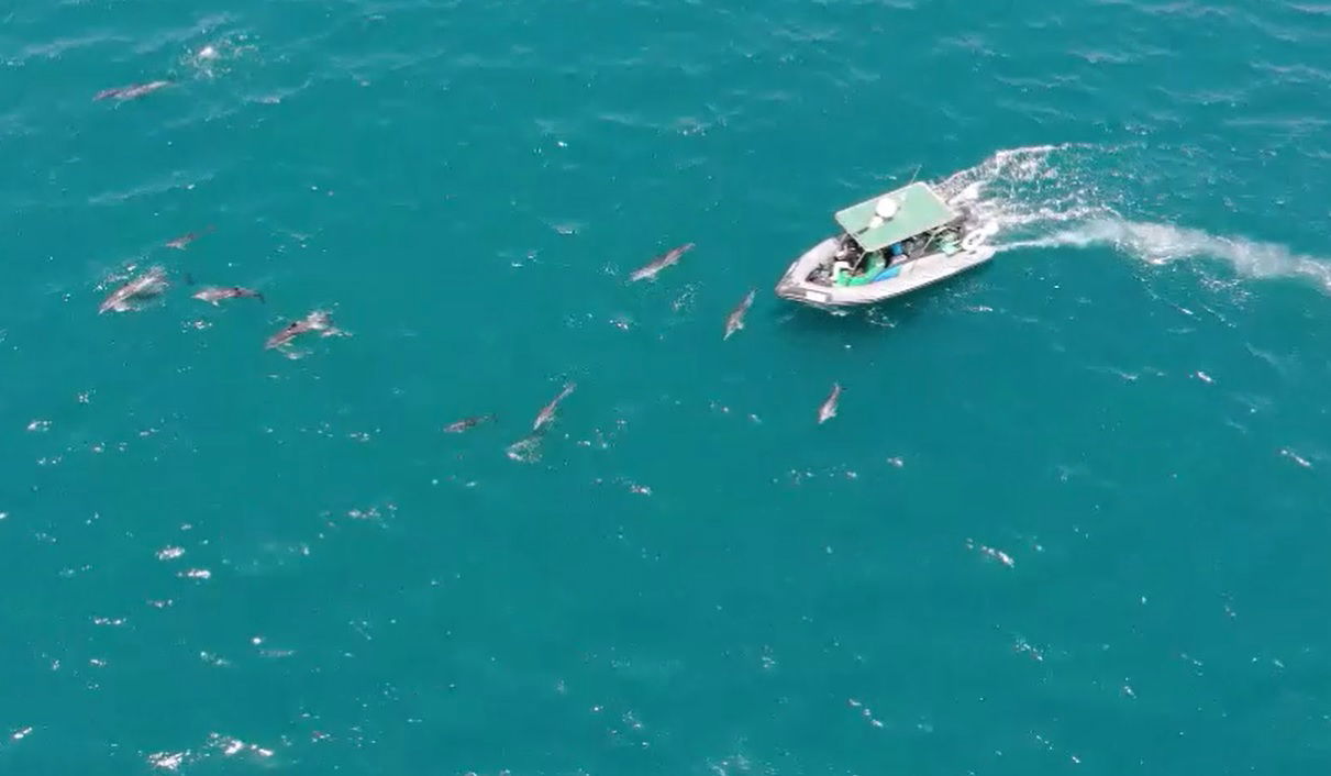מרהיב: להקת דולפינים ליוותה הפלגה של היחידה הימית