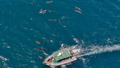 מרהיב: להקת דולפינים ליוותה הפלגה של היחידה הימית