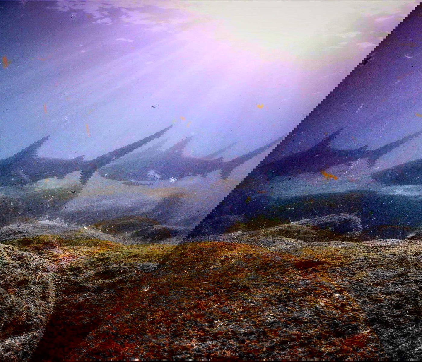 כרישים בחדרה