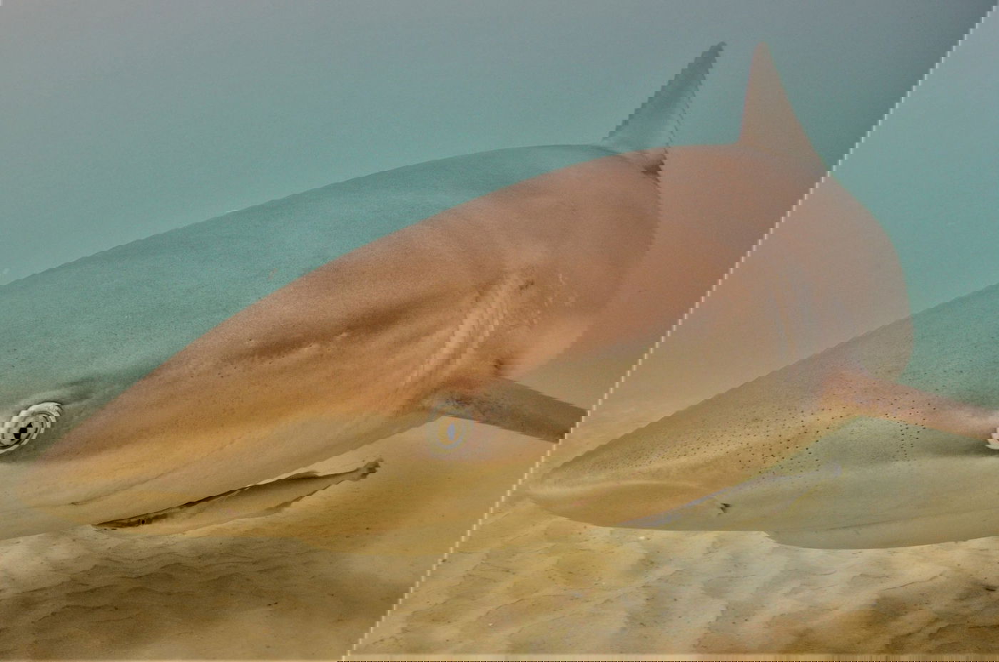 כריש עפרורי עם דג דבק (רמודה) צמוד אליו