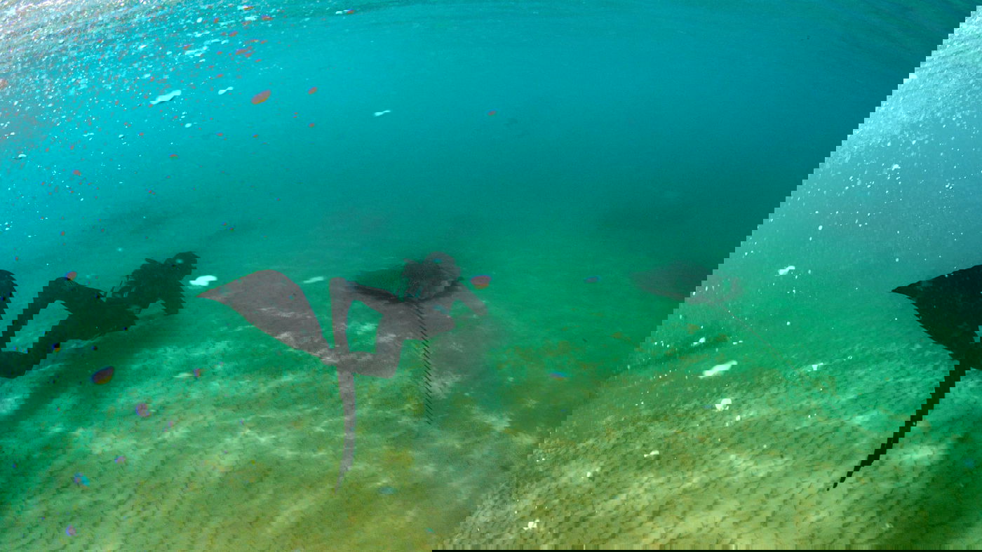 טריגון נקוד