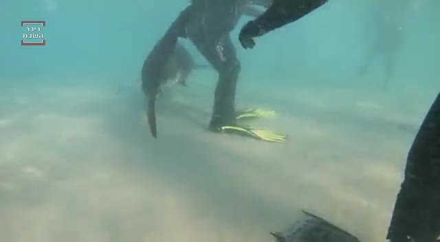 כרישים בחדרה