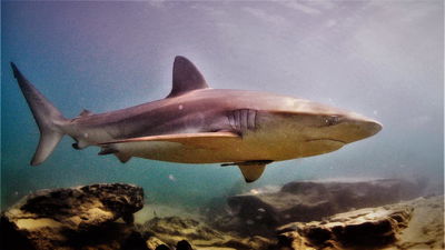 כריש עפרורי בנחל חדרה