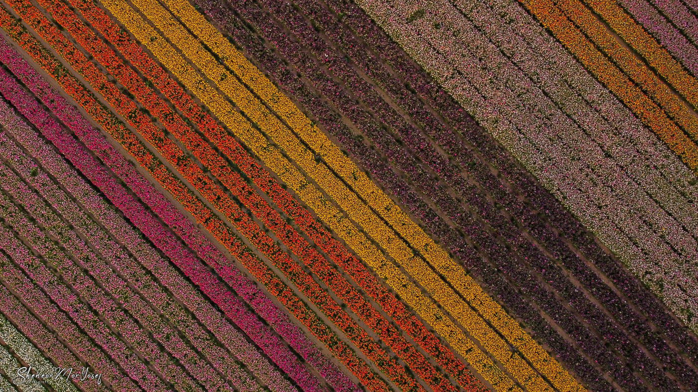 תיעוד עוצר נשימה: שדה נוריות פורח; צפו