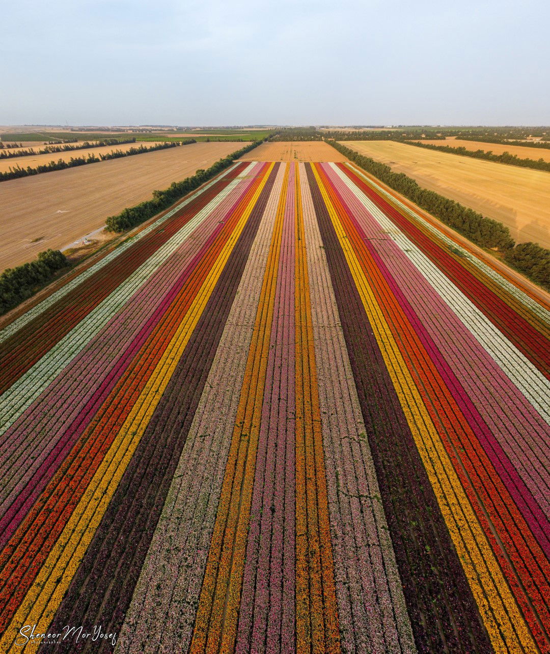 תיעוד עוצר נשימה: שדה נוריות פורח; צפו