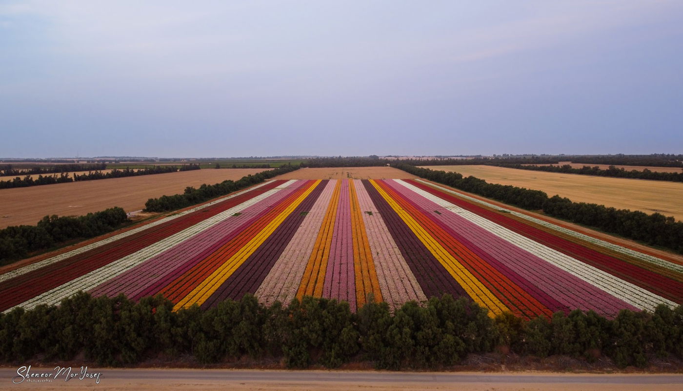 תיעוד עוצר נשימה: שדה נוריות פורח; צפו