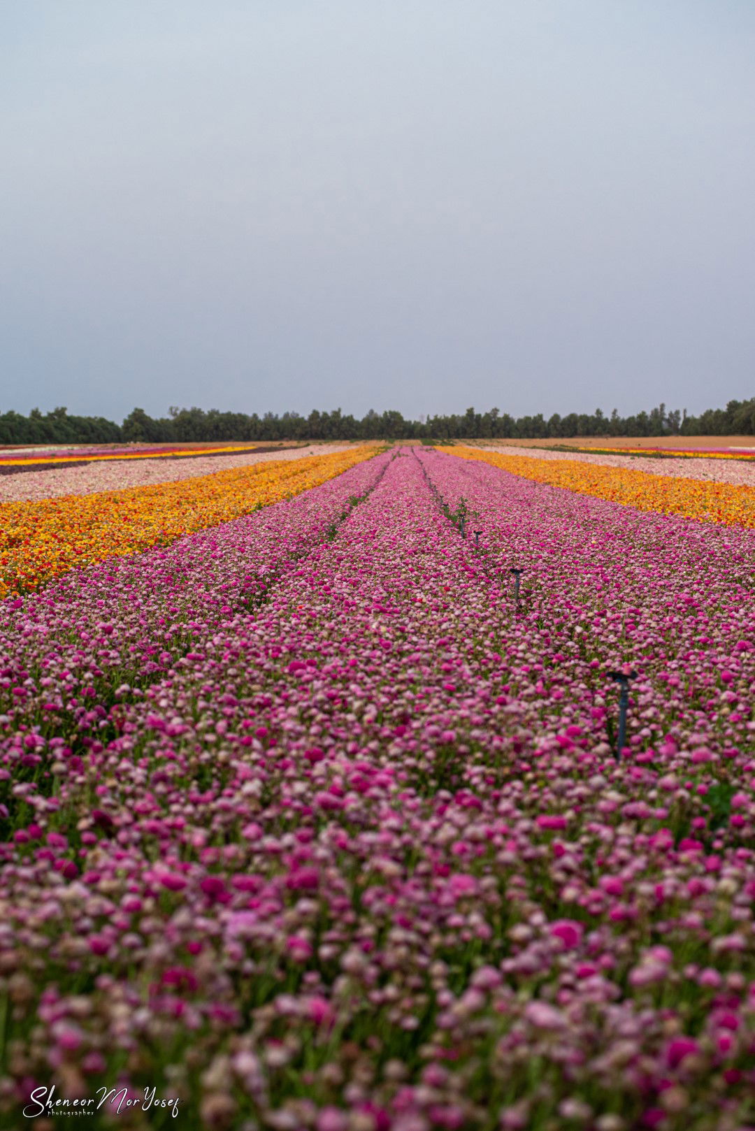 תיעוד עוצר נשימה: שדה נוריות פורח; צפו