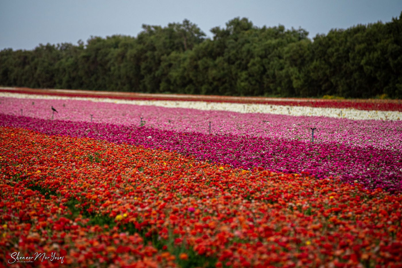 תיעוד עוצר נשימה: שדה נוריות פורח; צפו
