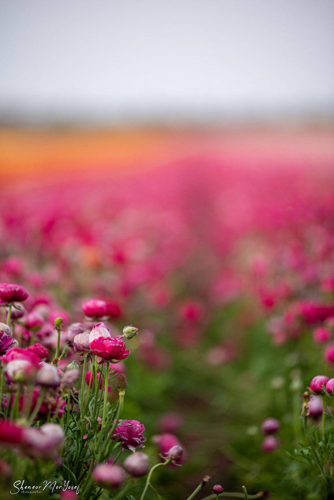 תיעוד עוצר נשימה: שדה נוריות פורח; צפו