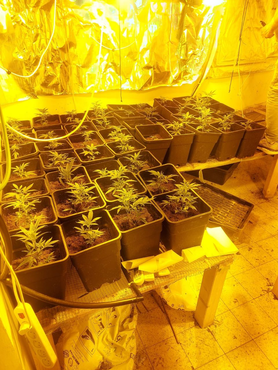 ראש העין: שלוש דירות שימשו לגידול סמים