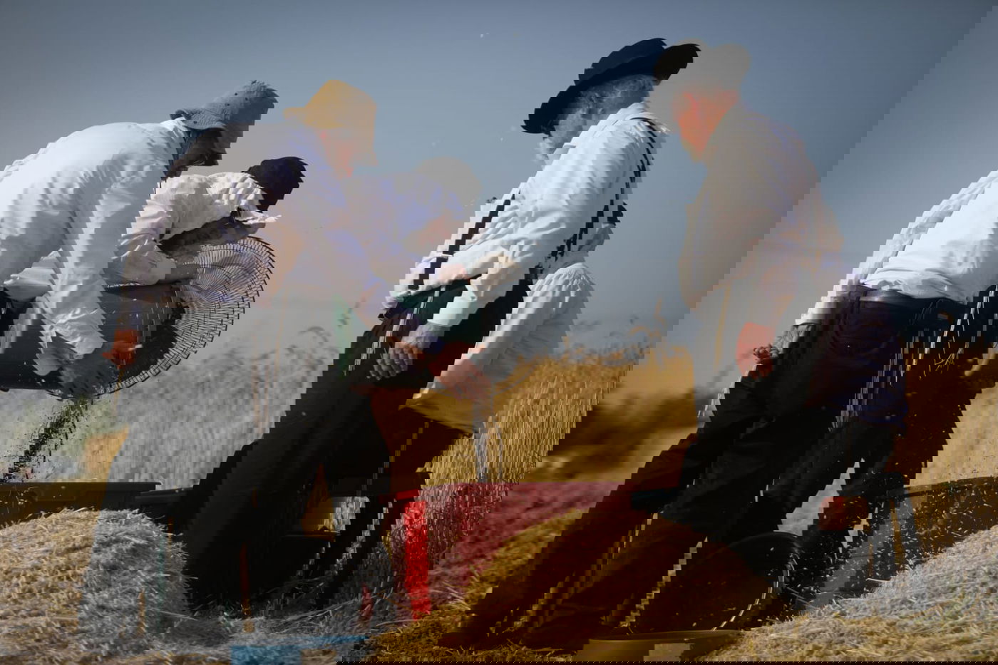 תיעוד: כך קצרו חיטים למצות לשנתיים הקרובות