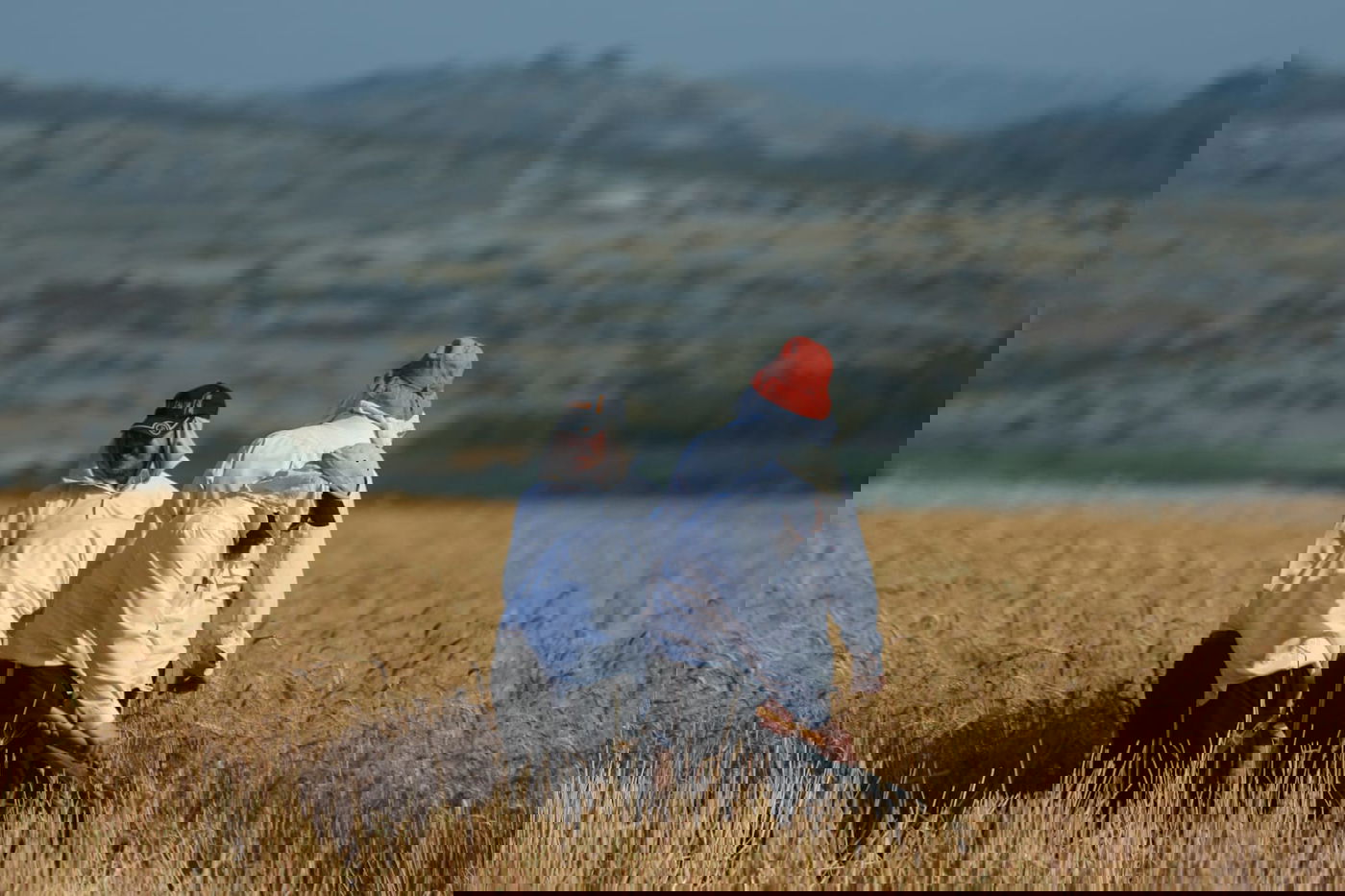 תיעוד: כך קצרו חיטים למצות לשנתיים הקרובות