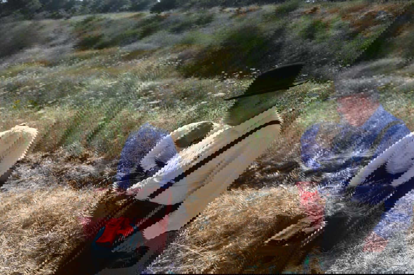 תיעוד: כך קצרו חיטים למצות לשנתיים הקרובות