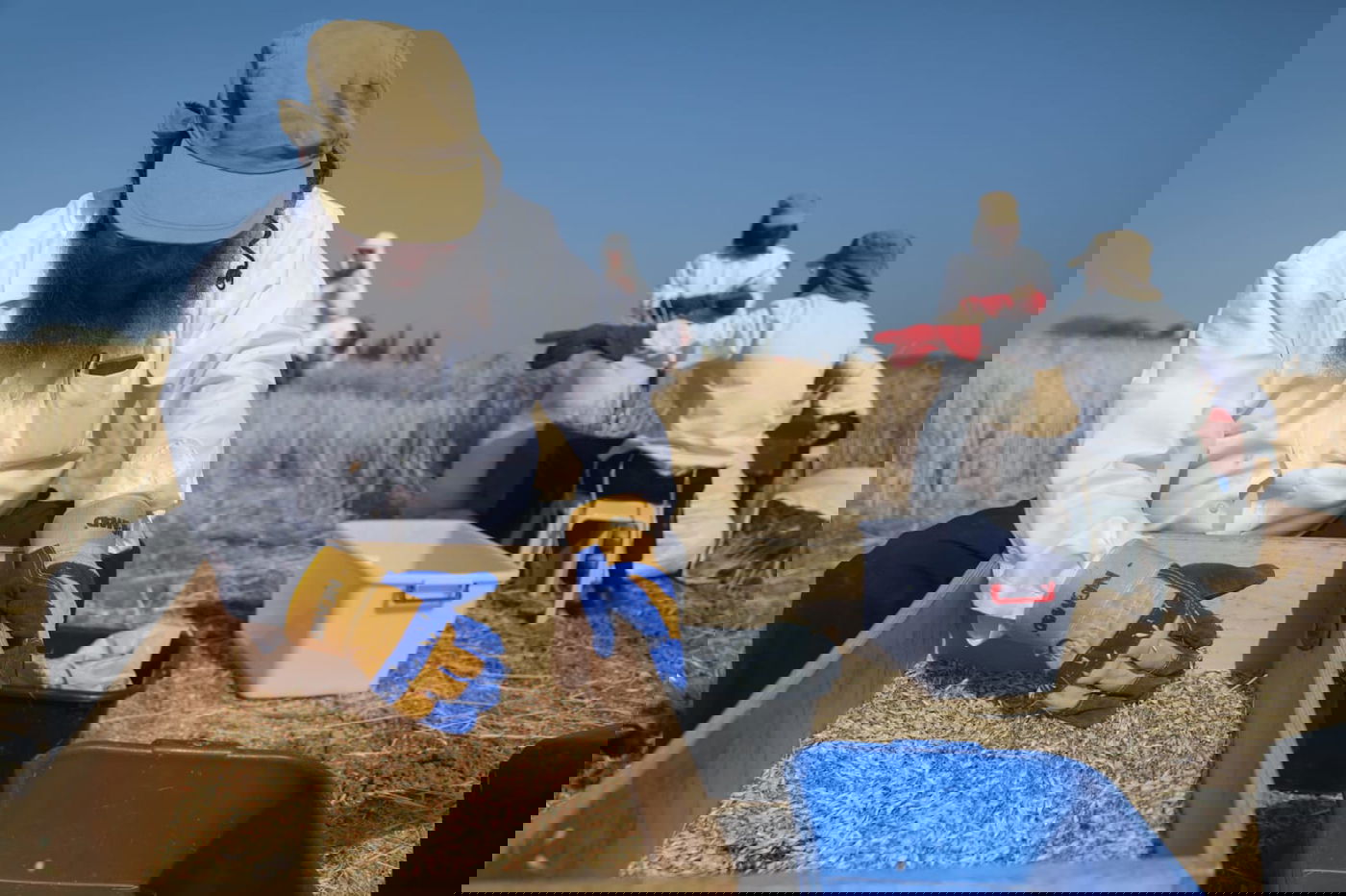 תיעוד: כך קצרו חיטים למצות לשנתיים הקרובות