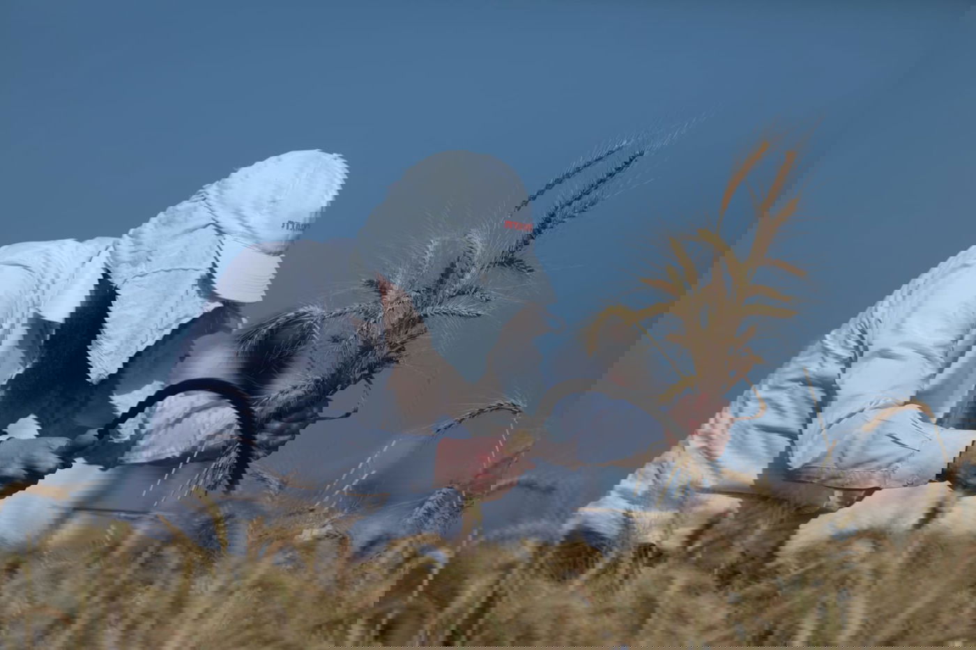 תיעוד: כך קצרו חיטים למצות לשנתיים הקרובות