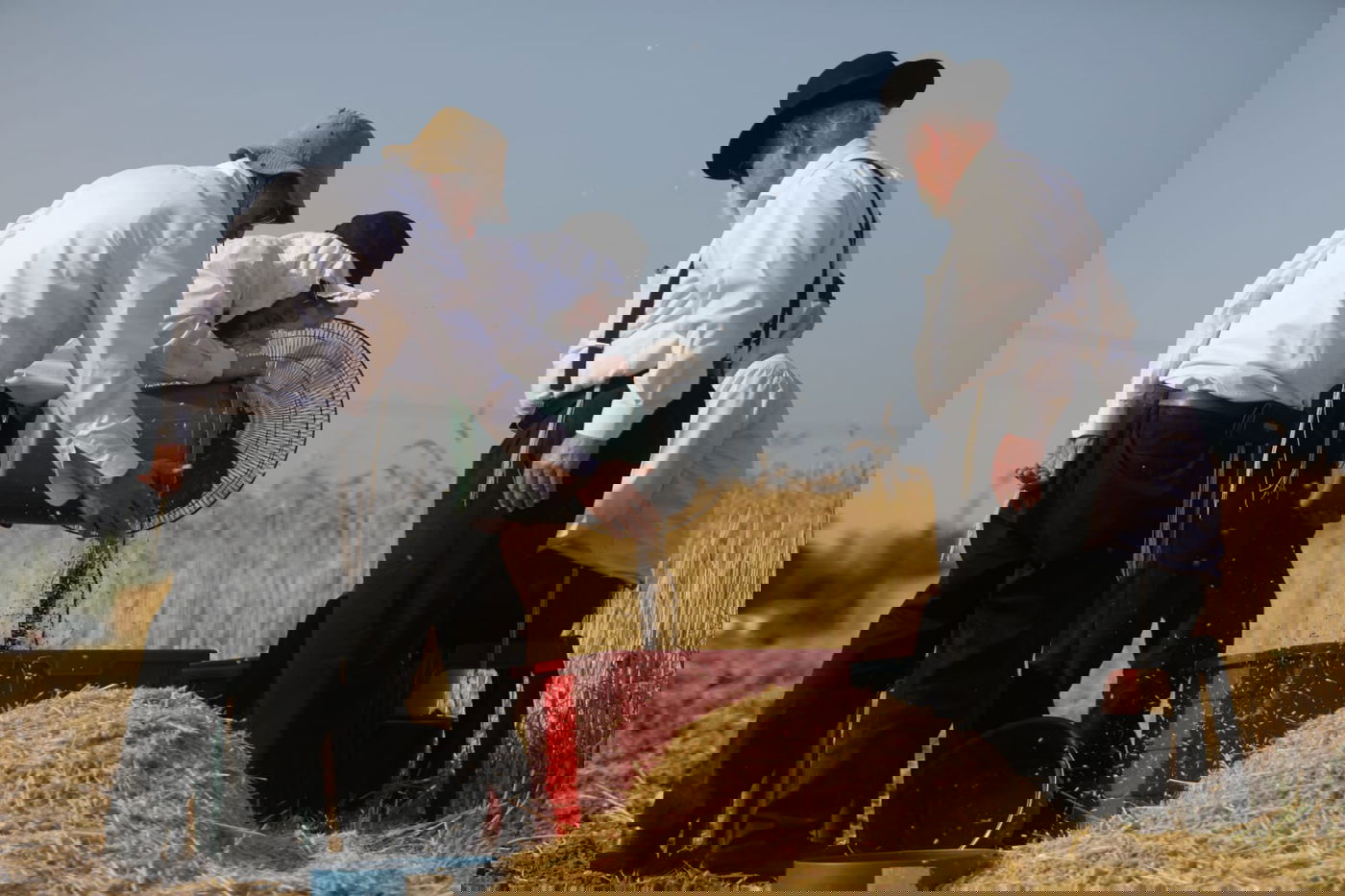 תיעוד: כך קצרו חיטים למצות לשנתיים הקרובות