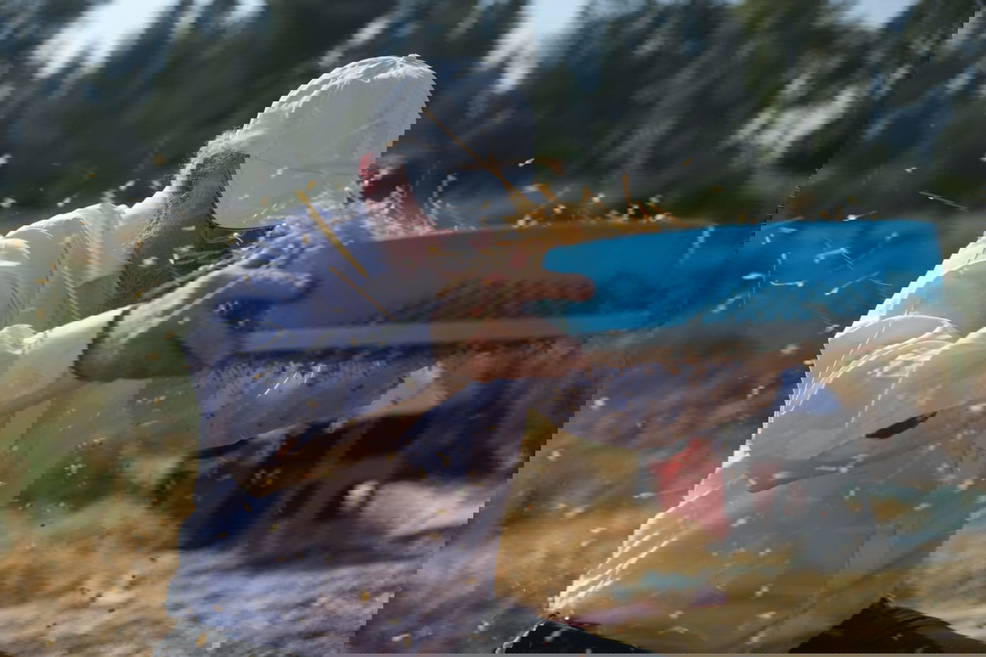 תיעוד: כך קצרו חיטים למצות לשנתיים הקרובות