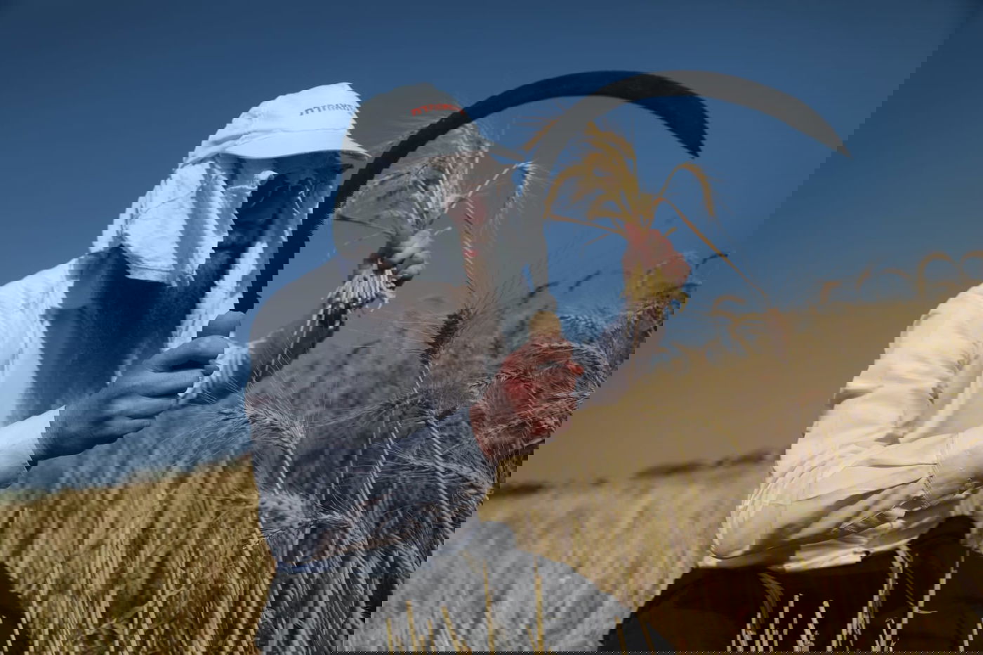 תיעוד: כך קצרו חיטים למצות לשנתיים הקרובות