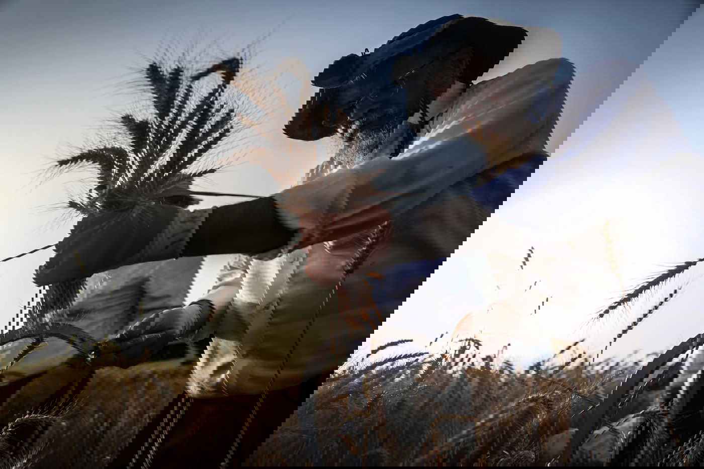 תיעוד: כך קצרו חיטים למצות לשנתיים הקרובות