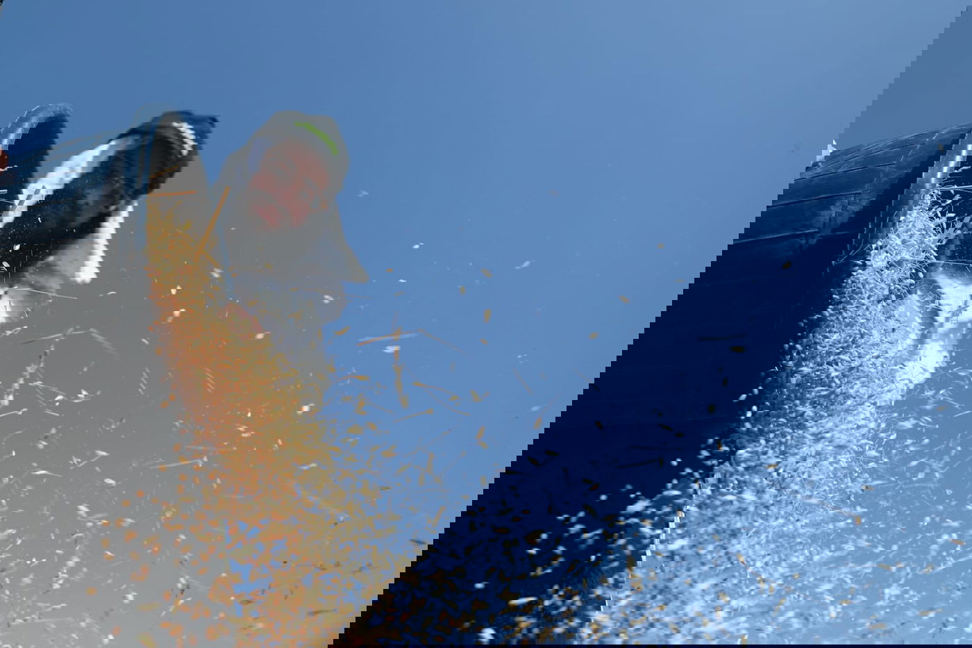 תיעוד: כך קצרו חיטים למצות לשנתיים הקרובות