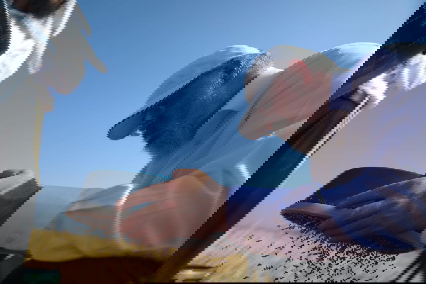 תיעוד: כך קצרו חיטים למצות לשנתיים הקרובות