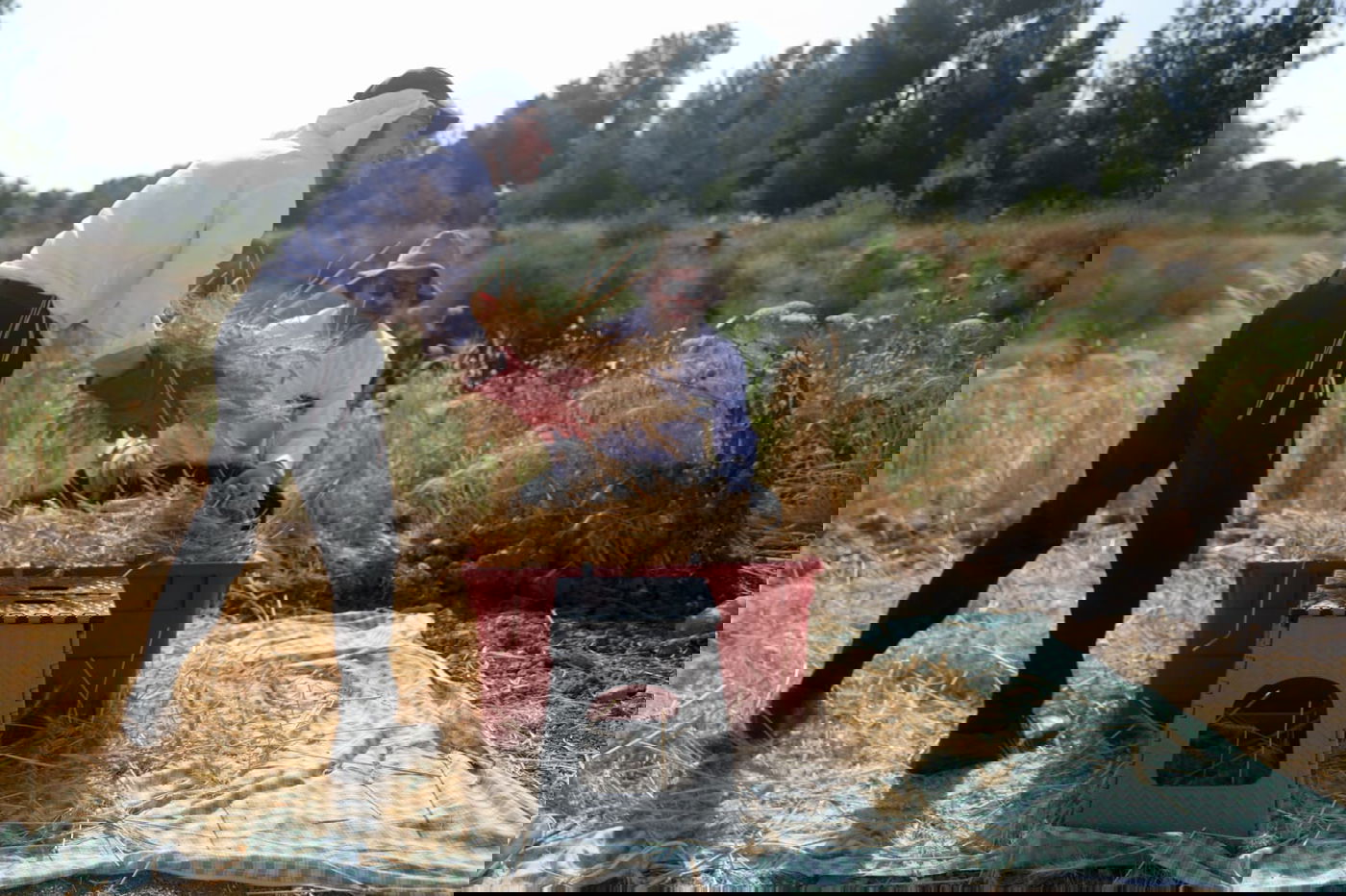 תיעוד: כך קצרו חיטים למצות לשנתיים הקרובות