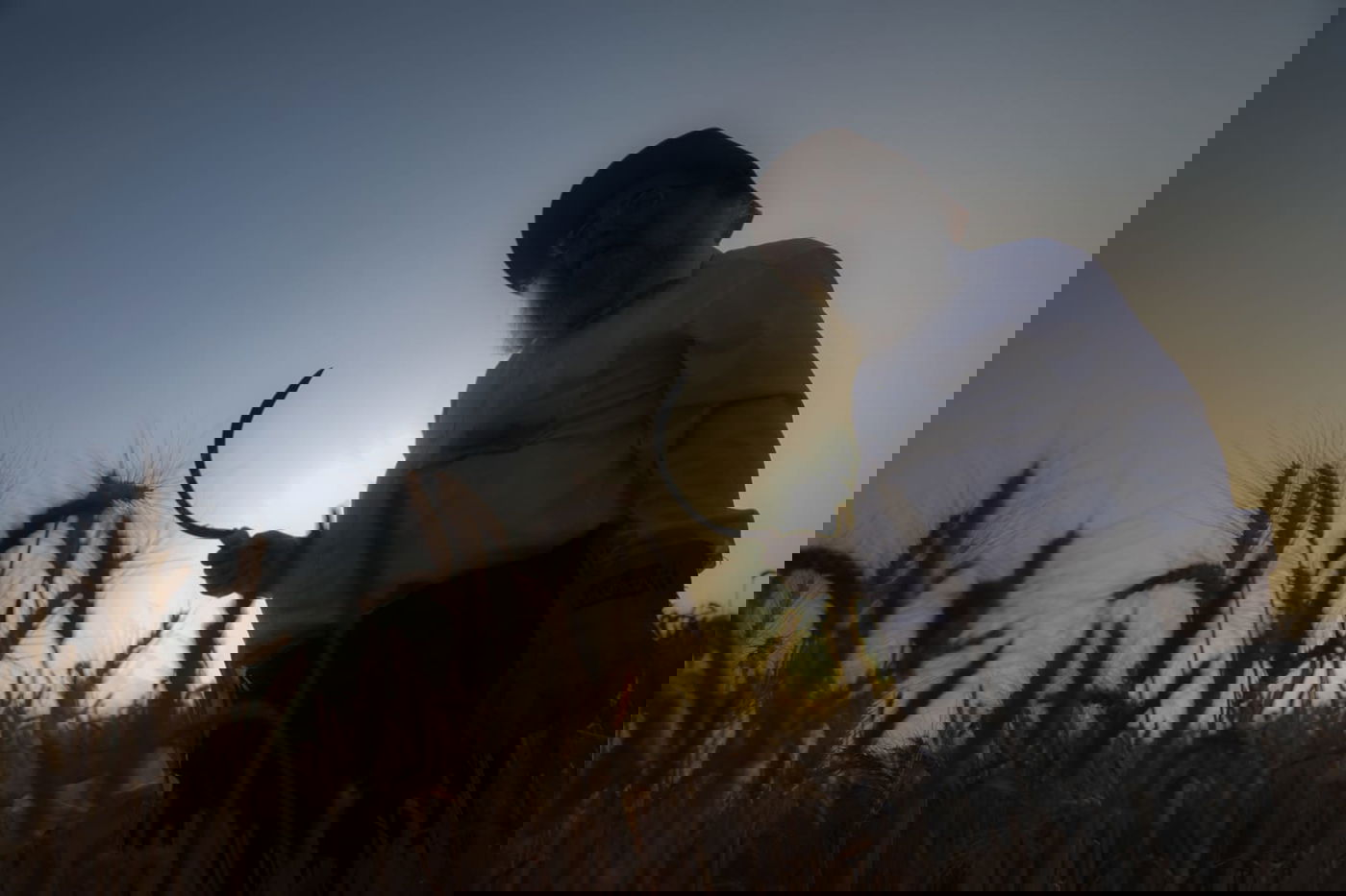 תיעוד: כך קצרו חיטים למצות לשנתיים הקרובות