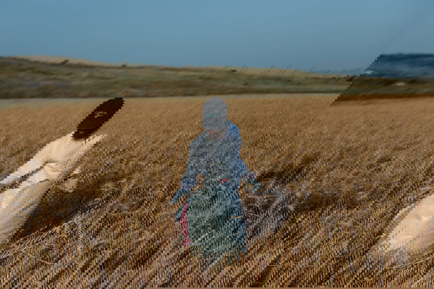 תיעוד: כך קצרו חיטים למצות לשנתיים הקרובות