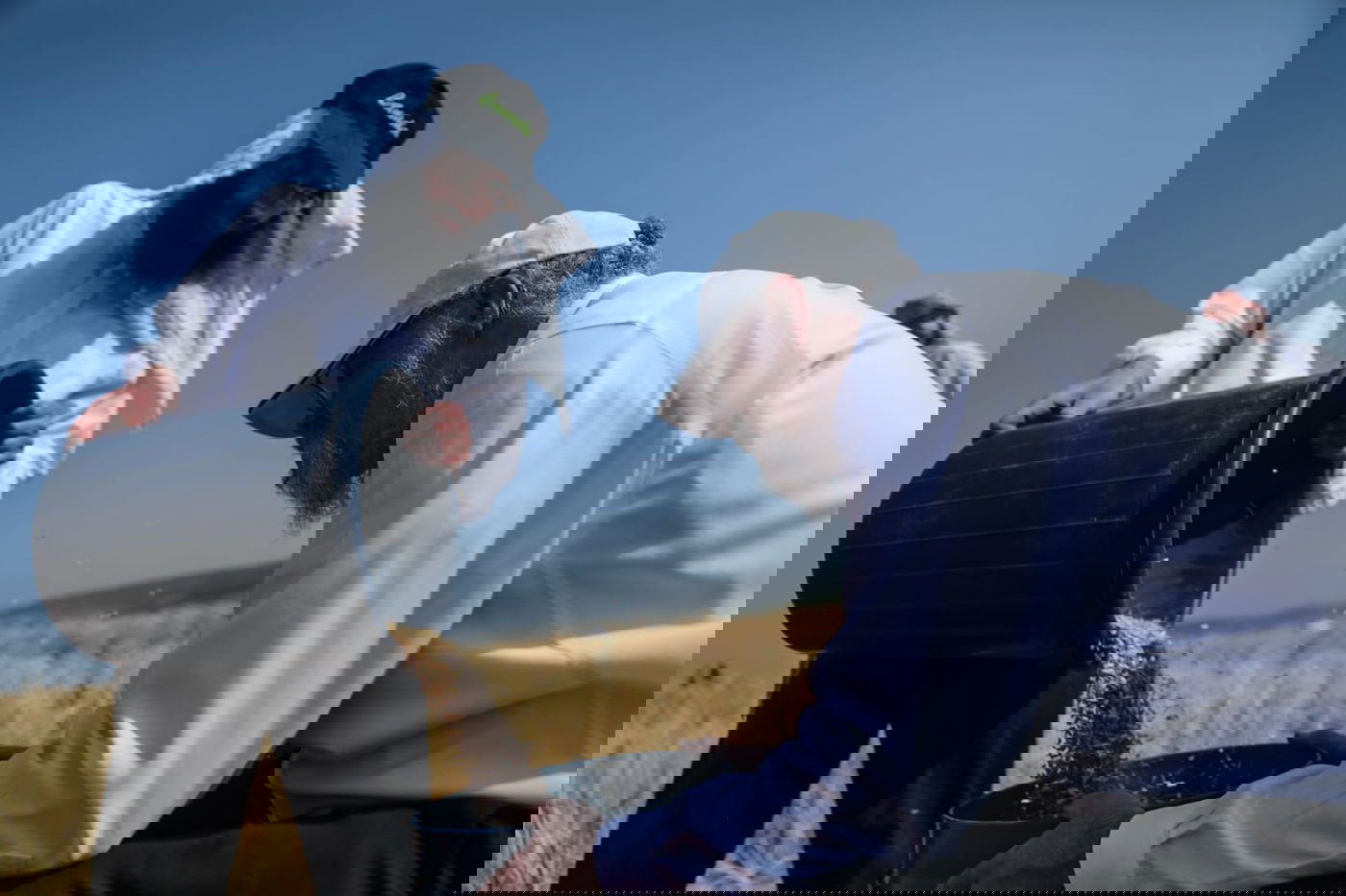 תיעוד: כך קצרו חיטים למצות לשנתיים הקרובות