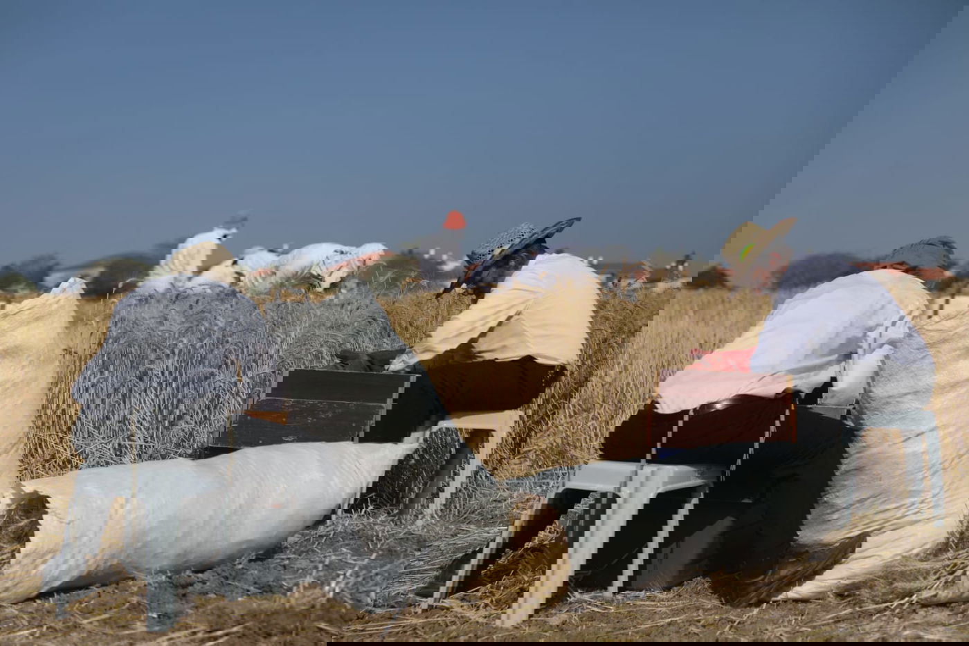 תיעוד: כך קצרו חיטים למצות לשנתיים הקרובות