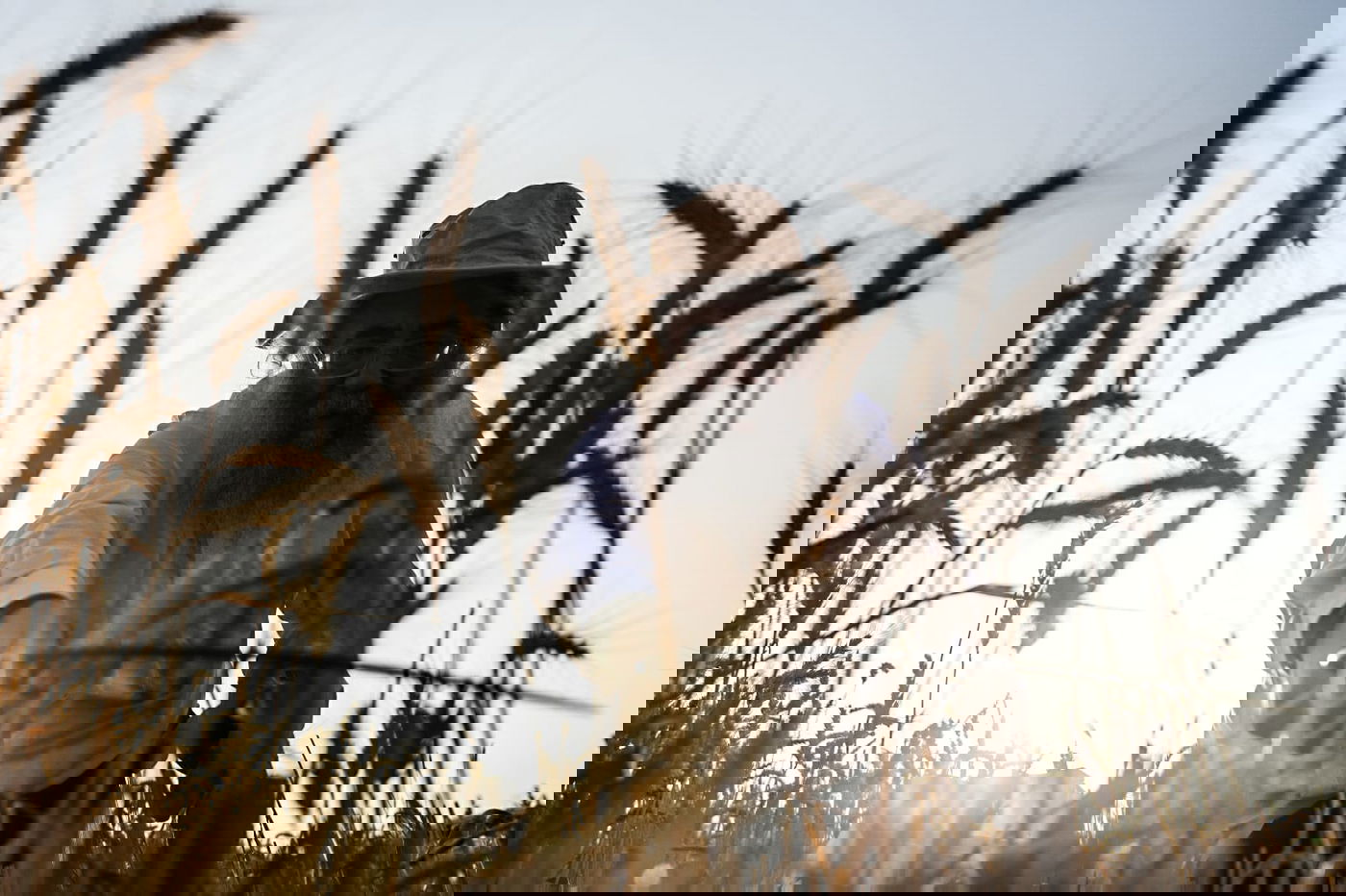 תיעוד: כך קצרו חיטים למצות לשנתיים הקרובות