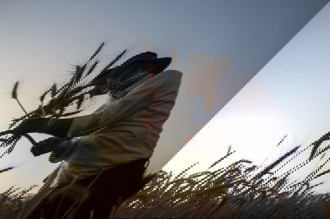 תיעוד: כך קצרו חיטים למצות לשנתיים הקרובות