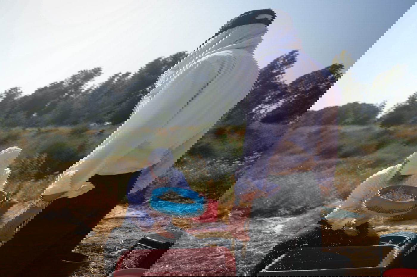 תיעוד: כך קצרו חיטים למצות לשנתיים הקרובות