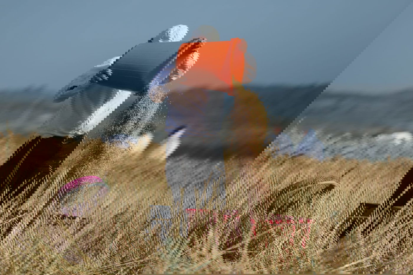 תיעוד: כך קצרו חיטים למצות לשנתיים הקרובות