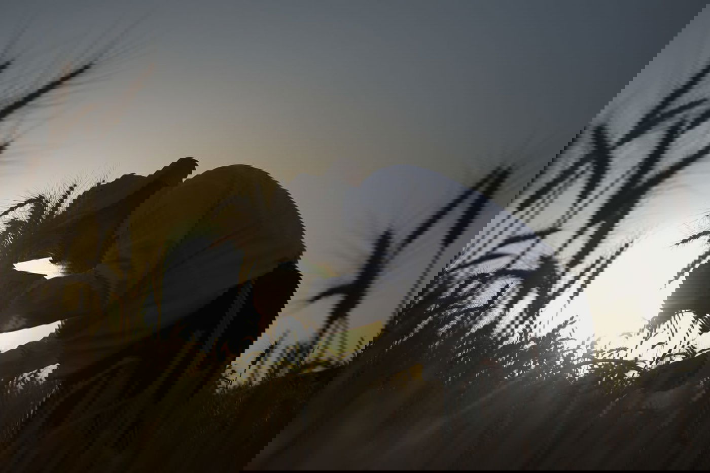 תיעוד: כך קצרו חיטים למצות לשנתיים הקרובות