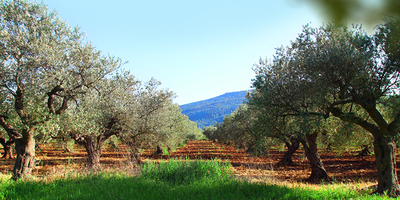 אילוסטרציה