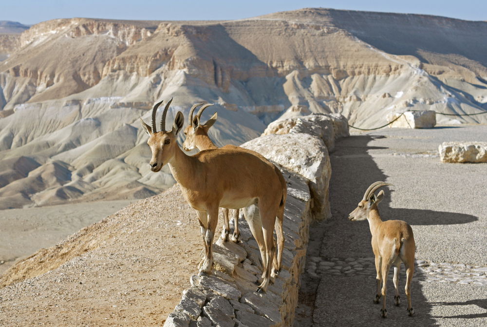 יעלים ליד שדה בוקר