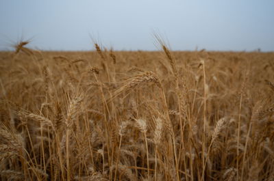 אילוסטרציה