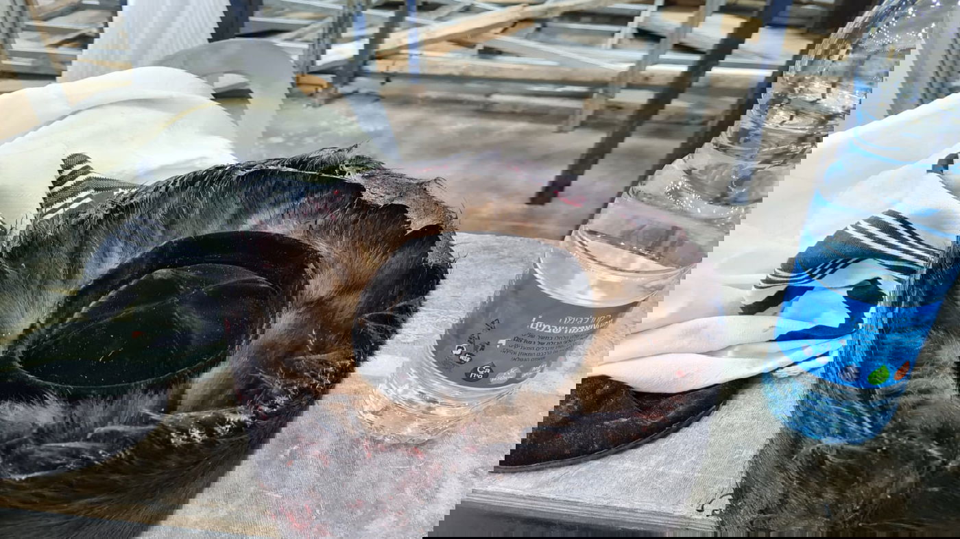 שטריימל מגואל בדם • תיעוד קשה מהזירה