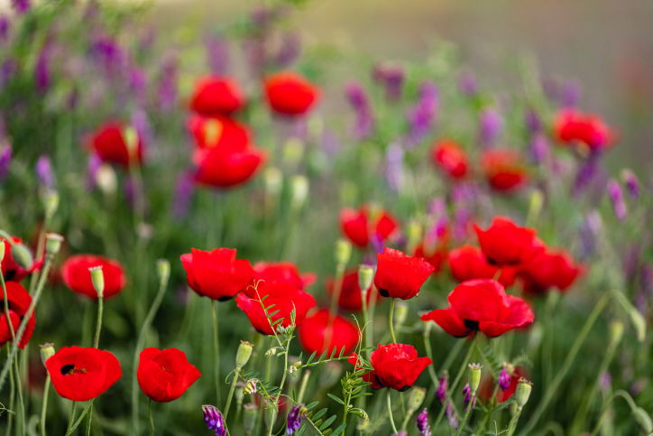 אילוסטרציה