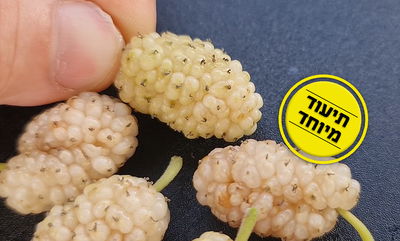 האם גם ב'תות עץ' - ישנם חרקים? • צפו