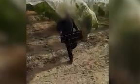 גניבת נקטרינות