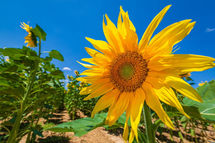 אילוסטרציה