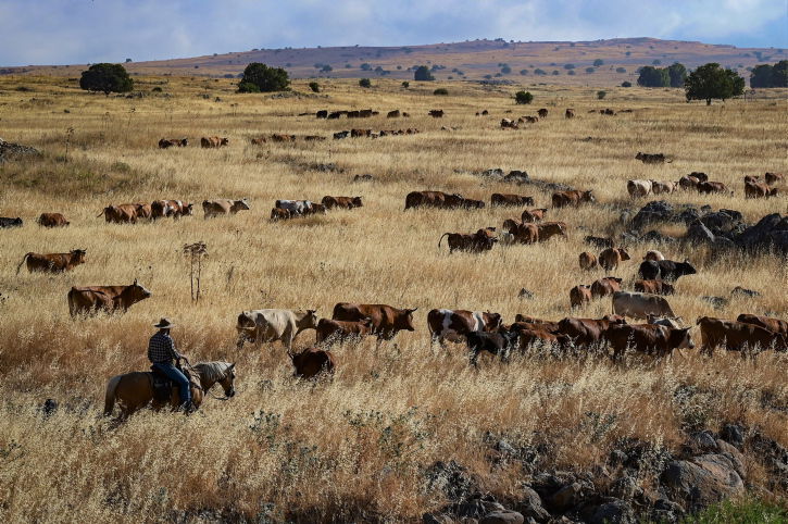 בוקרים ברמת הגולן